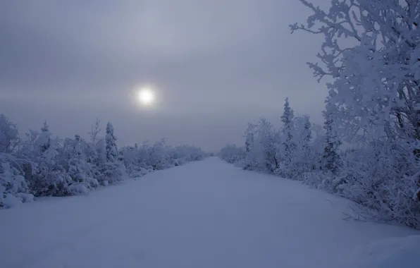 Picture winter, snow, landscape, night
