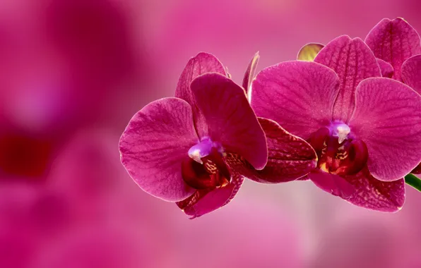 Picture branch, petals, Orchid, inflorescence