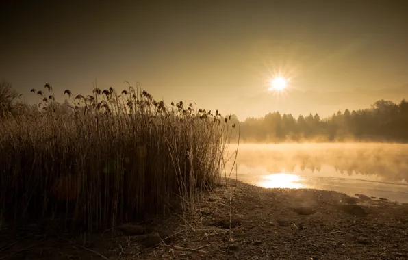 Picture nature, fog, lake, reed