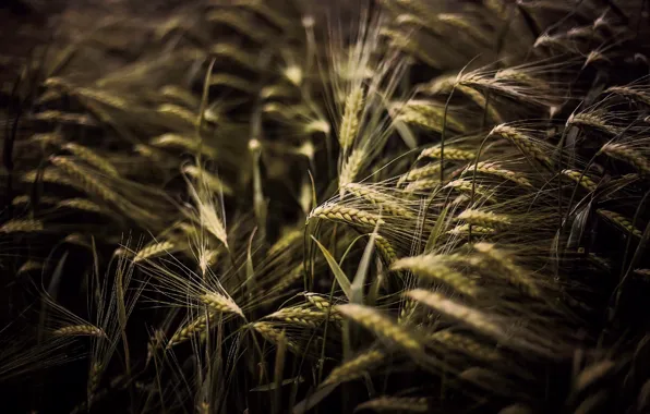 Wheat, field, macro, nature, background, Wallpaper, rye, spikelets