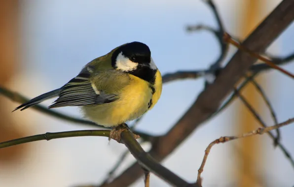 Picture branch, bird, tit