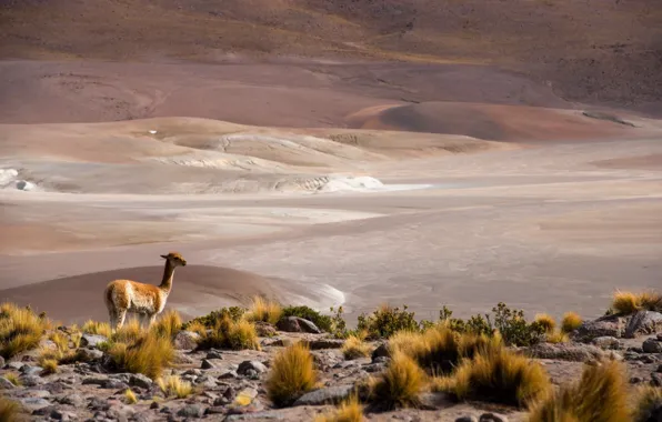 Picture Chile, San Pedro de Atacama, altiplano, Antofagasta, Atacama