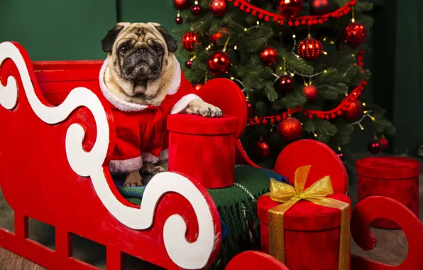 Look, balls, box, paw, dog, Christmas, gifts, pug