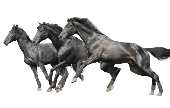 Animal, mammal, stallion, three black horses, thoroughbred Horse