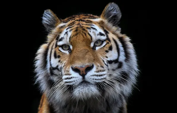 Look, tiger, beast