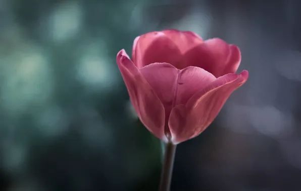 Picture background, Tulip, Bud