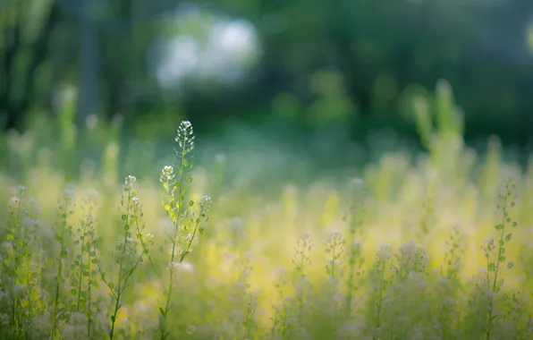 Summer, grass, flowers, bokeh