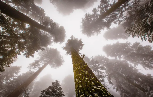 Picture United States, Fog, Forest, Trees, sequoia, Sierra Nevada, rainforest, Sequoia National Park