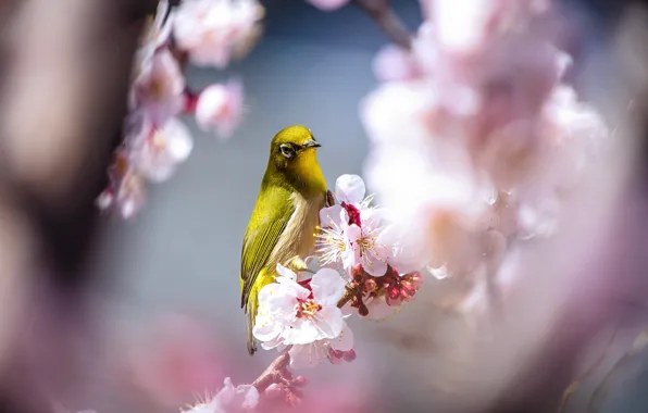 Light, flowers, branches, bird, beauty, blur, spring, Sakura
