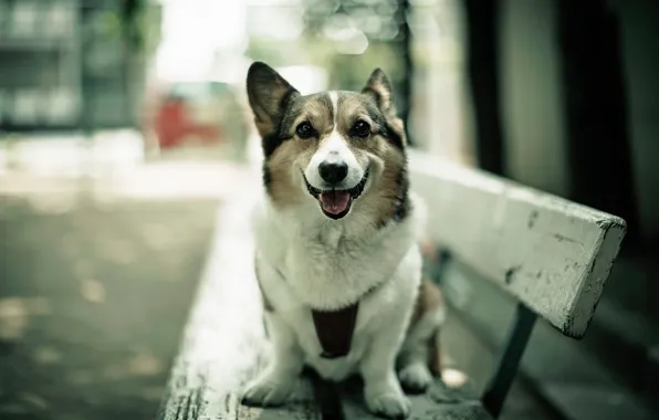 Street, Dogs, Wool, Tricolor, Welsh Corgi, Color, Corgi, Cardigan