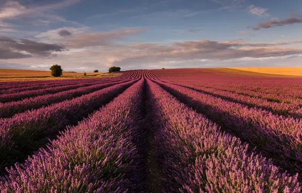Picture field, England, lavender