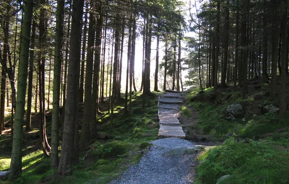 Picture forest, trees, Park, track, Norway, norway