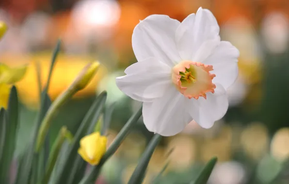 White, flowers, glare, background, daffodils