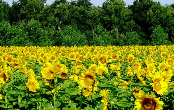 Field, Summer, Sunflowers, Summer, Field, Sunflowers