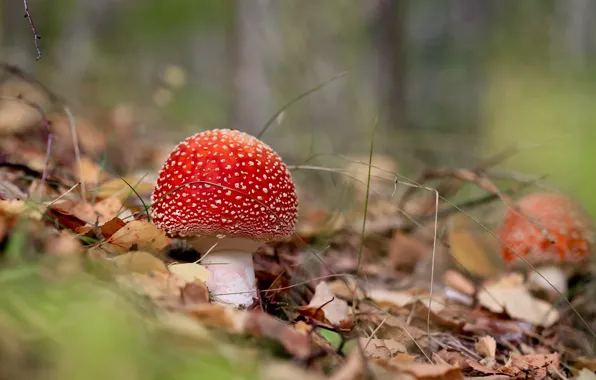 Picture forest, mushrooms, beauty, mushroom