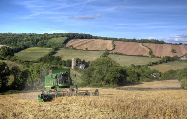 Wheat, field, field, cleaning, harvester