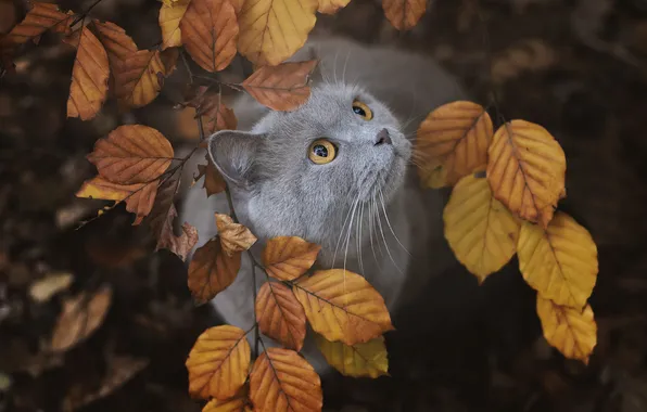 Cat, cat, look, pose, cute, face