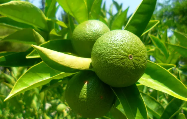 Nature, Tropics, Fruit, Green, Lime