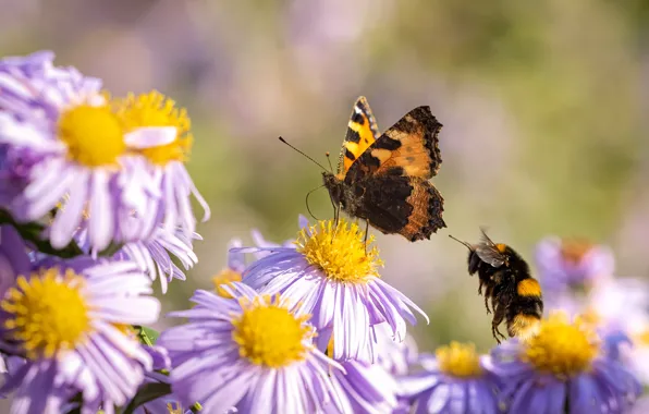 Summer, macro, flowers, bee, butterfly, bumblebee, lilac, asters