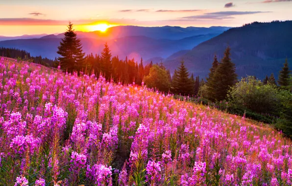 Picture the sky, grass, sunset, flowers, mountains, landscape, nature, meadows