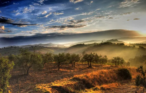 Picture the sky, clouds, trees, morning, garden