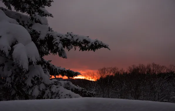Winter, the sky, snow, trees, sunset, the evening