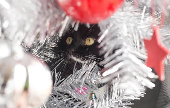 Cat, cat, look, pose, black, Christmas, New year, face