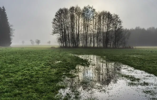 Field, nature, puddle