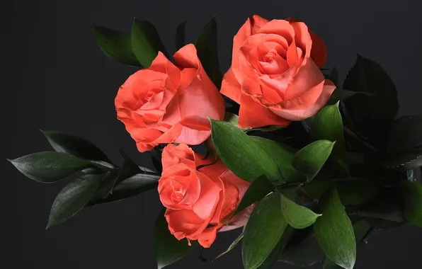 Leaves, flowers, background, roses, trio
