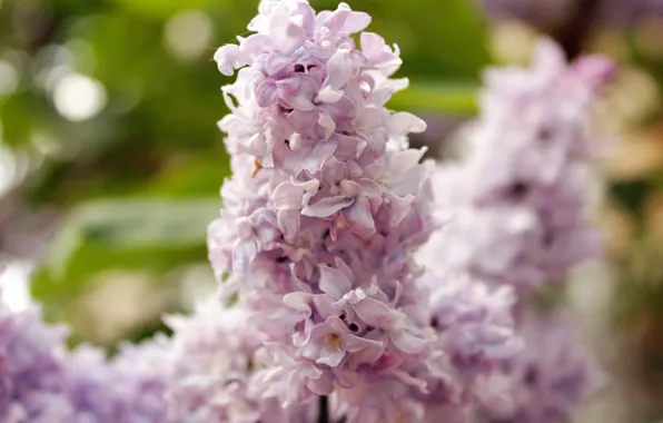 Picture macro, flowers, Wallpaper, spring, lilac