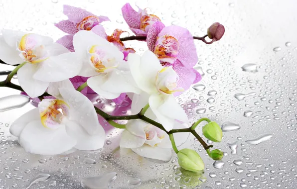 Picture glass, water, flowers, branches, droplets, Orchid