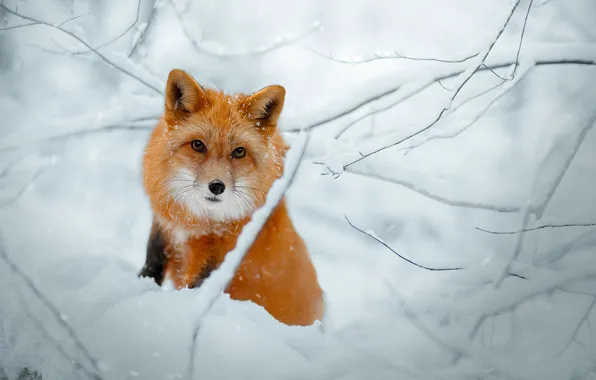 Winter, look, snow, branches, Fox, red, face, Svetlana Pisareva
