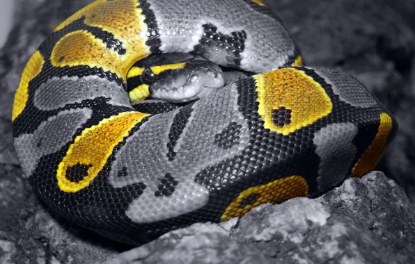 Picture grey, color, Snake, scales, 157