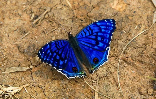 Macro, earth, butterfly, wings, beautiful, closeup