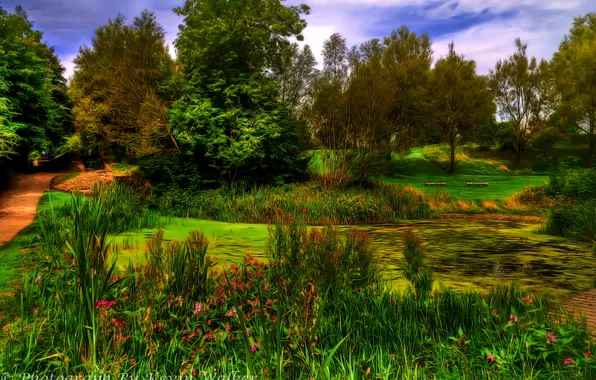 Picture trees, pond, Park, England, treatment, Oldham