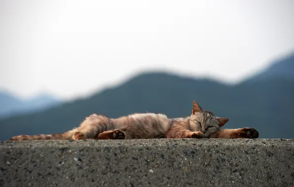 Cat, cat, sleeping, concrete