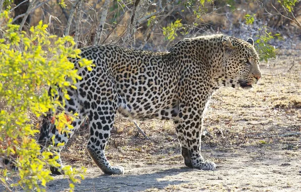 Predator, power, spot, leopard, Africa, wild cat, shrub