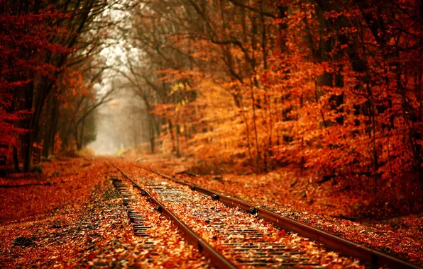Picture road, autumn, forest, the way