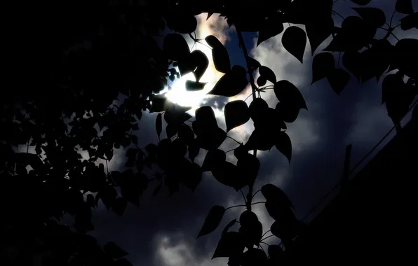 Leaves, the sun, clouds, dark