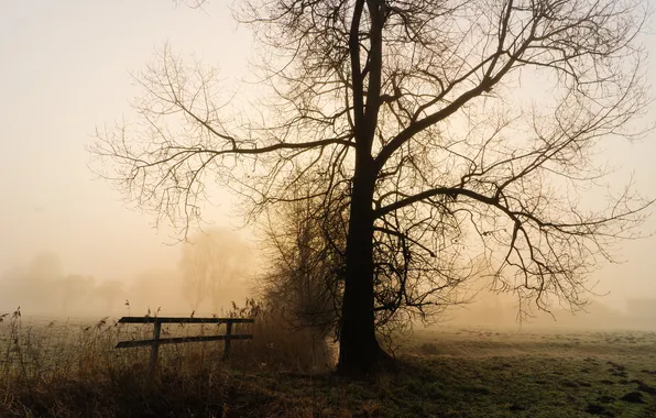 Picture fog, morning, bench