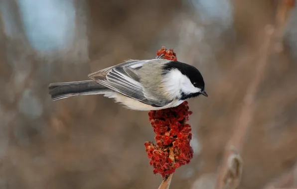 Animals, Wallpaper, sitting, tit