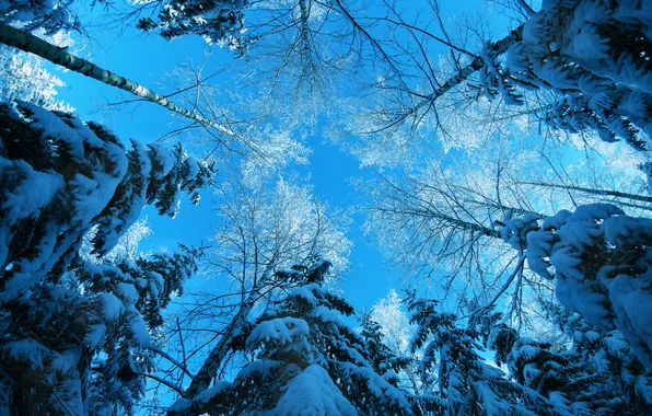 Picture winter, forest, the sky, snow, trees