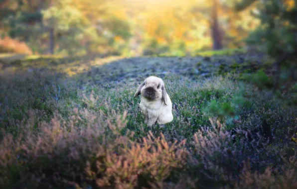 Autumn, white, light, flowers, nature, glade, rabbit, fold