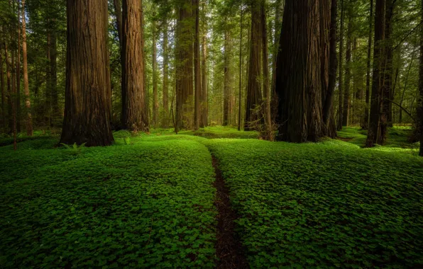 Picture greens, forest, summer, trees, Park, glade, vegetation, trunk