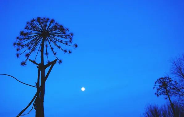 The sky, Black, Night, Grass, Trees, The moon