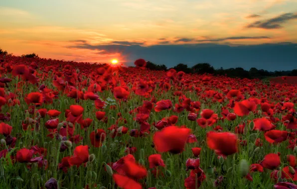 Picture field, the sky, the sun, clouds, sunset, flowers, hills, Maki