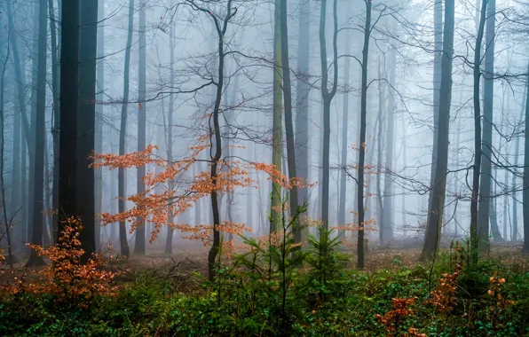 Autumn, forest, trees, nature, fog