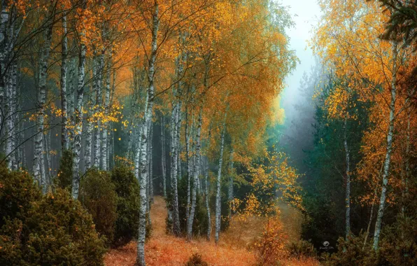 Picture autumn, forest, trees, nature, fog, birch, the bushes