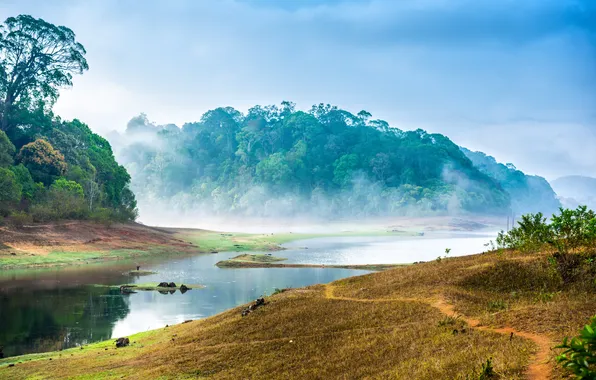 Landscape, nature, fog, river, jungle, India
