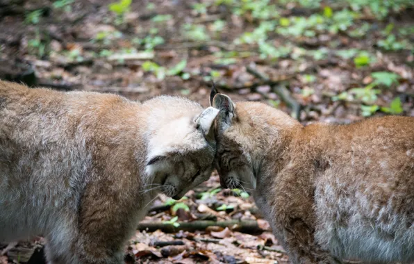 Picture cat, pair, profile, lynx